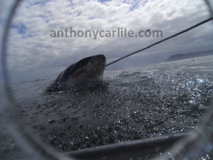 Anthony Carlile_58.jpg