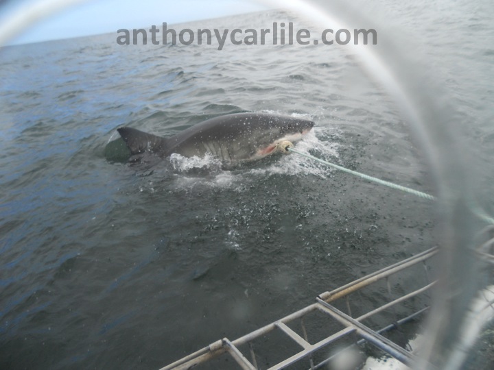 Anthony Carlile_59.jpg